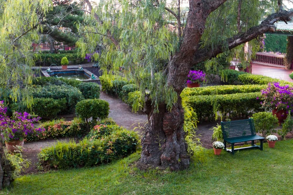 A formal garden of clipped hedges and potted flowers around a small fountain, with a bench under an old willow